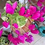 Cyclamen repandum花