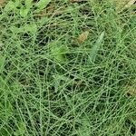 Equisetum pratense عادت داشتن