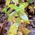 Galium rubioides Листок