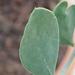 Simmondsia chinensis Φύλλο