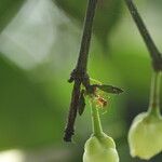 Garcinia kola Fruit