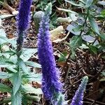 Veronica spicata Flower