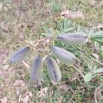 Crotalaria grahamianaPlod