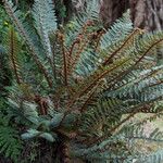 Polystichum vestitum Habitus