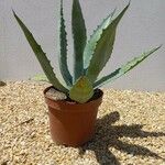 Agave asperrima Leaf