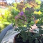 Origanum rotundifolium Flower