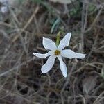 Narcissus serotinus Floro