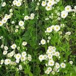 Erigeron strigosus Fula