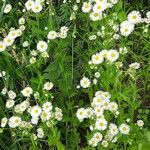 Erigeron strigosus Virág