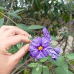 Solanum laciniatum Кветка