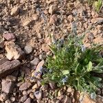 Myosotis minutiflora Fula