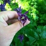 Aquilegia atrata花