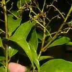 Nectandra membranacea Blatt