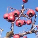 Crataegus laciniata Frukt