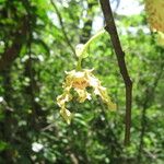 Monodora carolinae Flower
