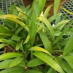 Maxillaria chrysantha