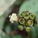 Psychotria subobliqua