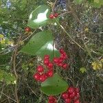 Smilax aspera Hedelmä