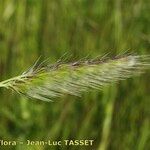 Cynosurus echinatus Mbuma