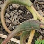 Proboscidea parviflora Fruto