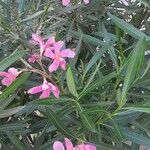 Nerium oleander Habit