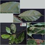 Elaeocarpus stipularis Лист