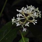 Coussarea micrococca Flower