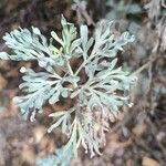 Artemisia thuscula Leaf