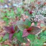 Spiraea tomentosa ഇല