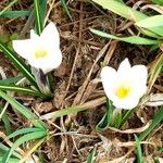 Crocus vernusFleur