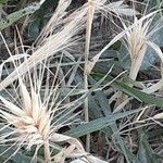 Hordeum marinum 果實