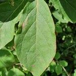 Plukenetia volubilis Leaf