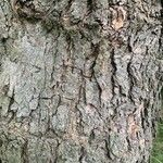 Cordia africana Bark