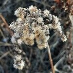 Solidago altissima Flower