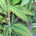 Buddleja davidiiOther