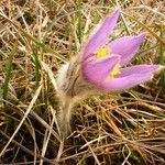 Pulsatilla grandis Blomst