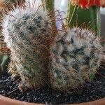 Mammillaria bombycinaFeuille