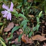 Silene noctiflora Egyéb