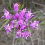 Allium acuminatum Квітка