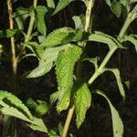 Stachytarpheta jamaicensis Blatt