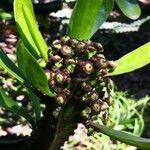 Euphorbia neriifolia Fruit