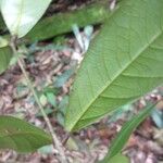 Inga sarmentosa Leaf