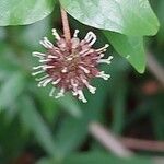 Cephalanthus occidentalis Плод