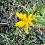 Scolymus hispanicus Blüte