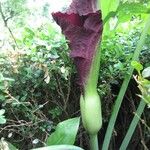 Dracunculus vulgaris Kabuk