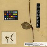 Calyptranthera baronii Otro