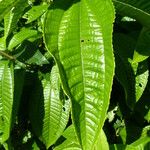 Miconia affinis Leaf