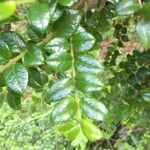 Rhaphithamnus spinosus Hoja