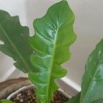 Philodendron bipennifolium Blad