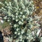 Teucrium dunense Hoja